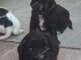 Gorgeous puppies