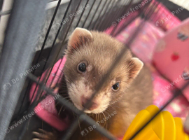 Young Jill ferret for sale