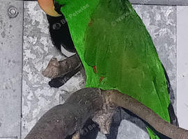 Electus parrots for sale