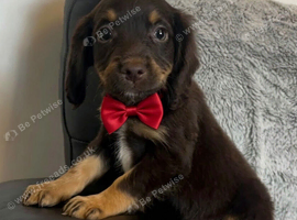 cocker spaniel puppies chocolate&tan