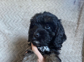 F1 Cockapoo puppies