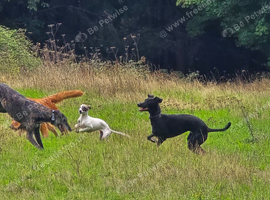 Beautiful lurcher female