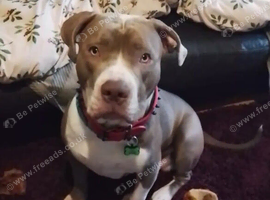 Staffy mix Lenny
