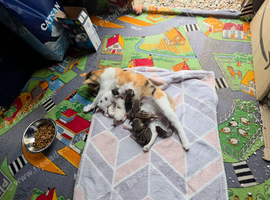 2 kittens for adoption