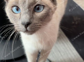 Ragamese siamese cross ragdoll