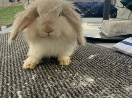 Female Mini Lion Lop Rabbit Looking for a Loving Home