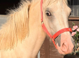 Palomino filly