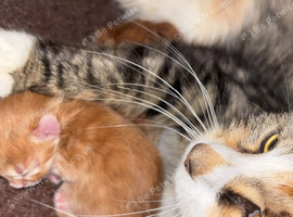 Beautiful fluffy striped ginger kitty's