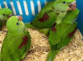 Hand Reared Tame .Talking Baby Alexandrian Parrots