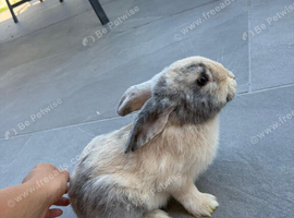4 girls mix lop