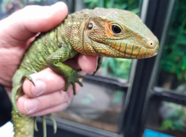 FEMALE CAIMAN LIZARD CF25