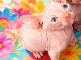 GORGEOUS RED/SILVER SPHYNX BOY KITTEN