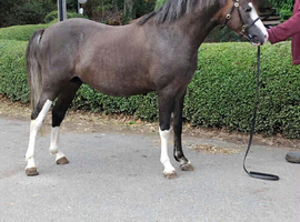 Top Class Welsh section B 2 year old gelding for sale