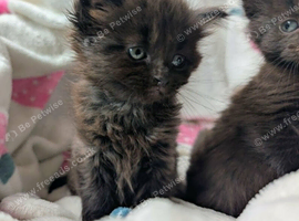 Gorgeous very Fluffy Chocolate Kittens, part Savannah part British Blue