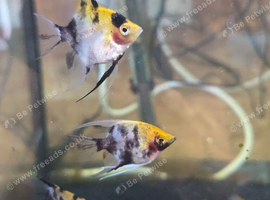 Koi Angelfish