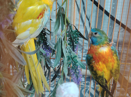 Pair of Splendid parakeets.