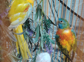 Splendid parakeet pair.