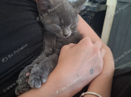 Female grey kitten.