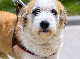 LILLY - Adorable scruffy girl for adoption