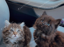 X3 Maine Coons