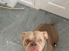 Pocket bully cross staffy