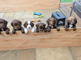 Sprokers for sale