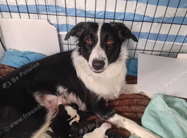 Boarder collie puppies