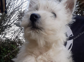 WEST HIGHLAND TERRIER PUPS REGISTERED