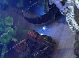 Loach fish