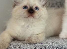 Tica Registered Ragdoll Kitten