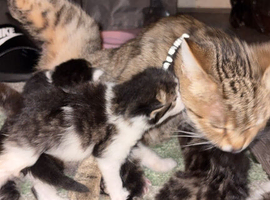 5 kittens looking for a home