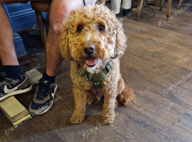 Poodle