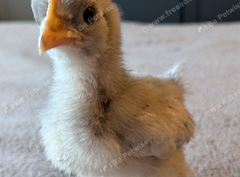 3 bantam chicks