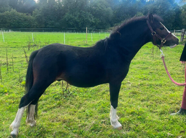 Registered welsh A dark bay