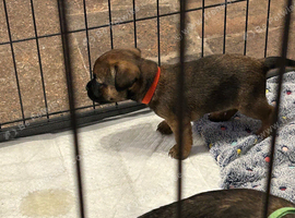 Border Terrier Pups