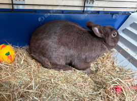 Male rabbit with indoor cage, bottle, food and food bowl