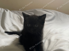 One black female kitten