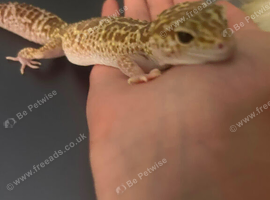 Male Leopard Gecko