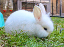 2 female lionhead x Dutch