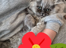 Female persian