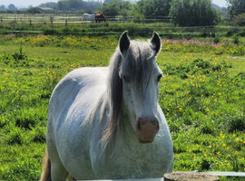Blagdon cob filly