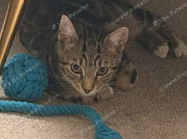 16 weeks old kitten