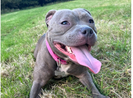 2 n half yr old female staffy