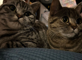 Shorthair Tabby Girls