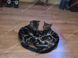 Two kittens