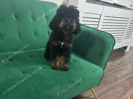 Gorgeous Female Poochon