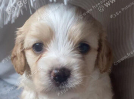 Boy cavachon