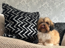 Shih tzu