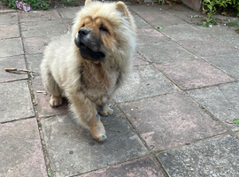 Female chow chow
