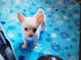 Cream/white boy pomchi puppy